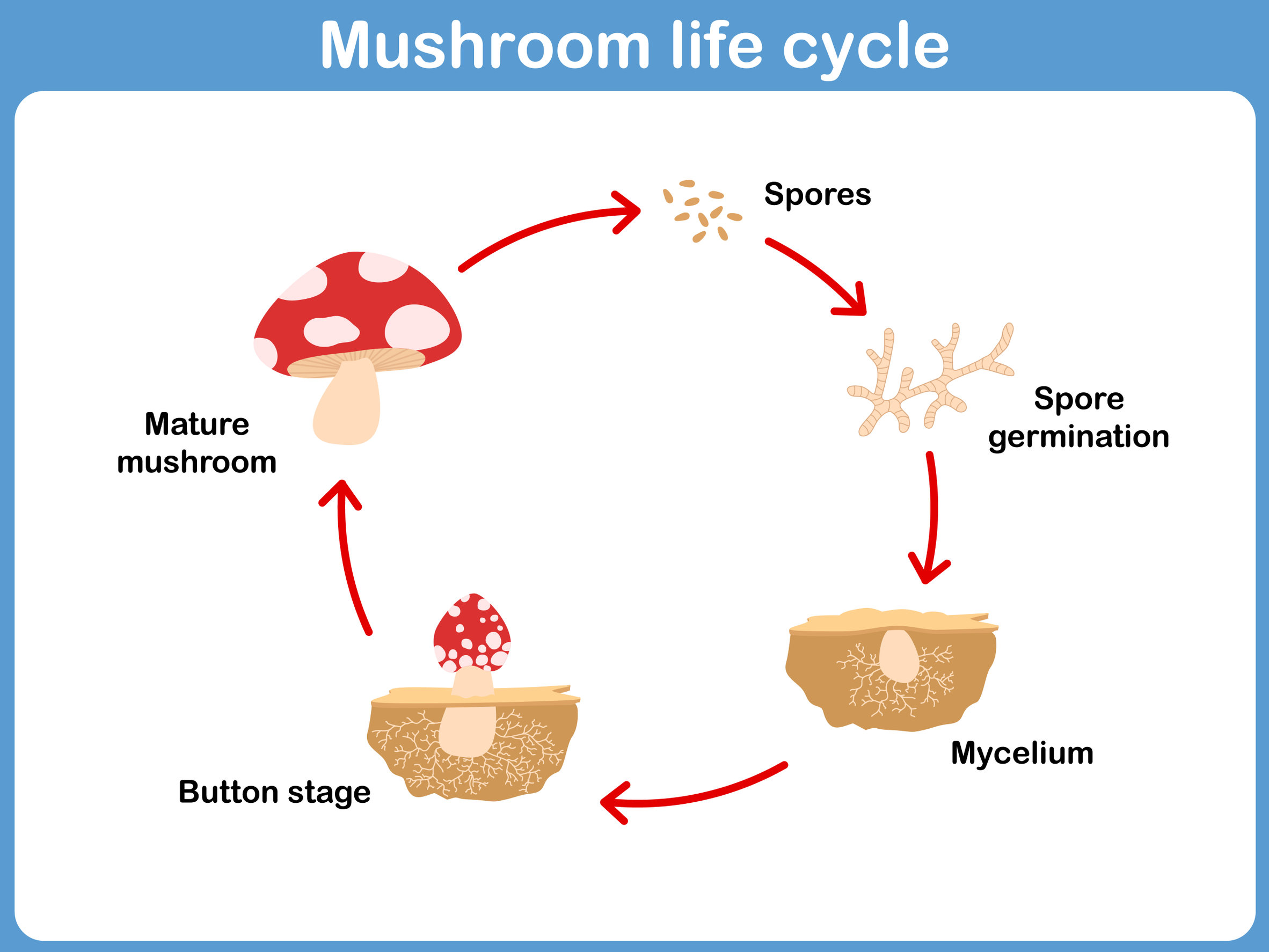 mushroom spore kit